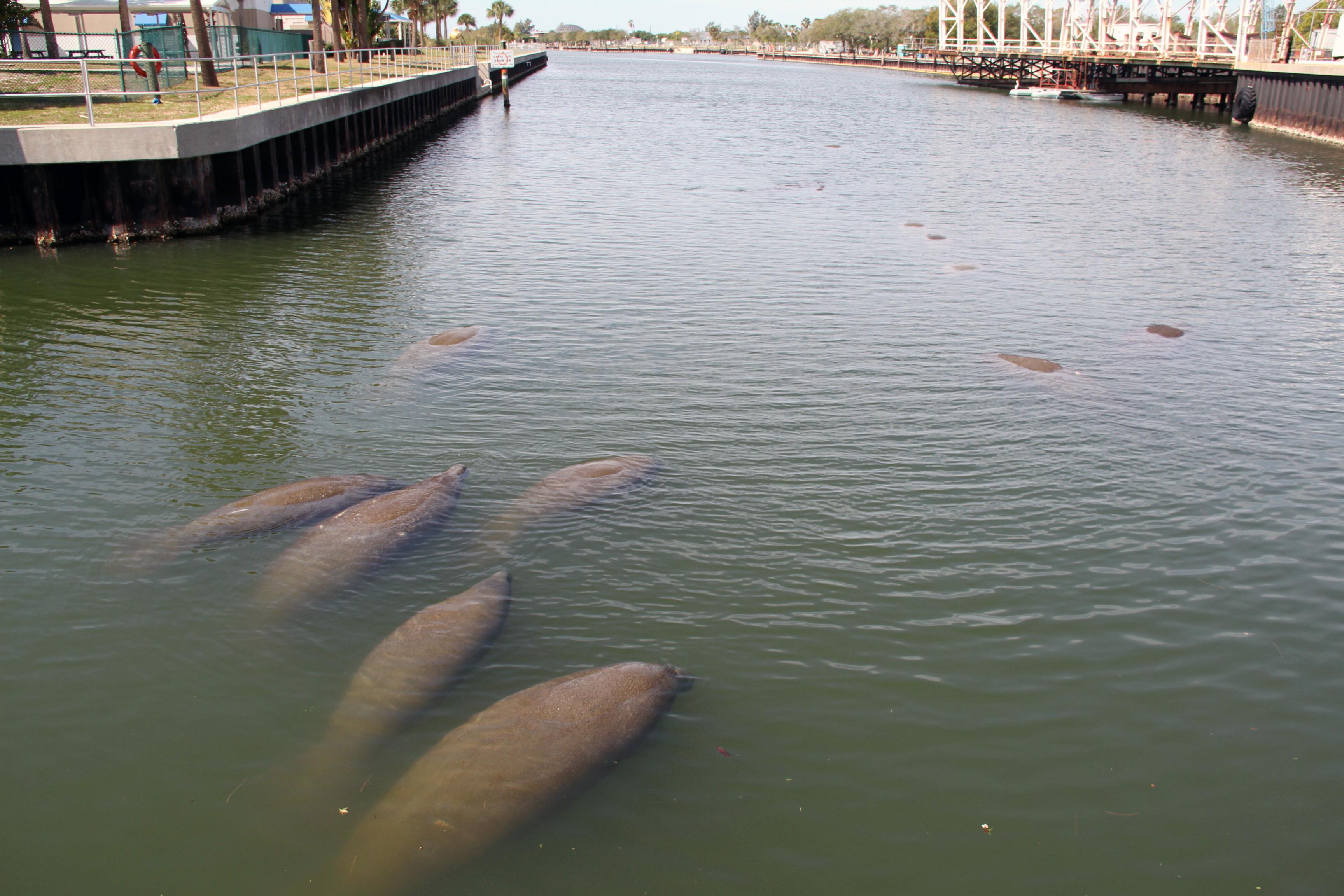 manatee